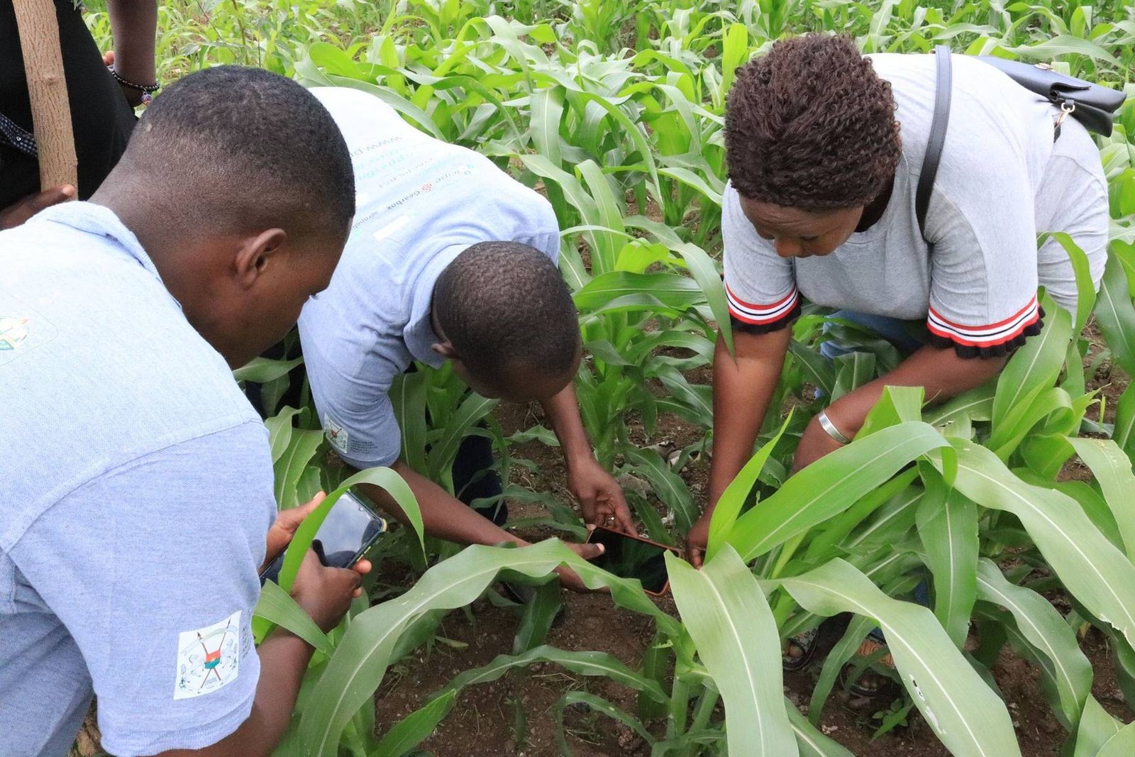 PPeDMaS project banner